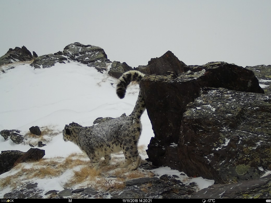 На плато Укок впервые за пять лет основательно пересчитают снежных барсов