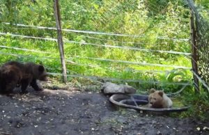 Медвежат-сирот Тишку и Тошу готовят к выпуску из приюта Медвежат-сирот Тишку и Тошу готовят к выпуску из приюта