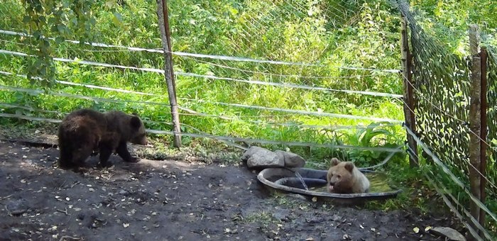 Медвежат-сирот Тишку и Тошу готовят к выпуску из приюта