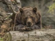 Школьники и МегаФон будут наблюдать за медведями с помощью системы видеомониторинга