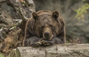 Школьники и МегаФон будут наблюдать за медведями с помощью системы видеомониторинга