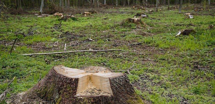 В Турочакском районе мужчина незаконно срубил деревья на 1,8 млн рублей