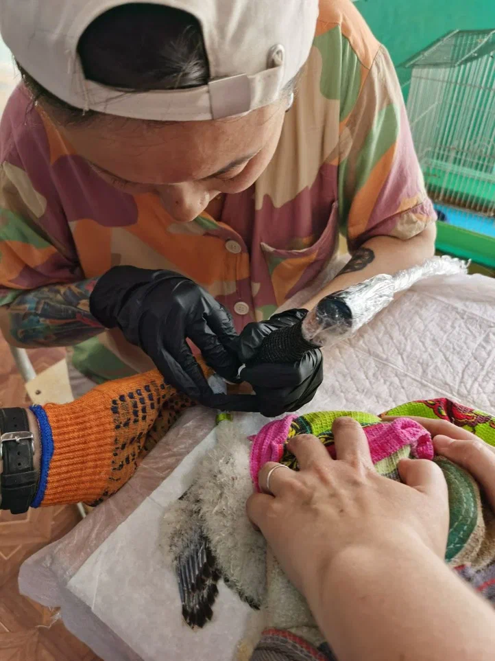 На Алтае выпустили на волю птенцов сокола-балобана с «татуировками» 