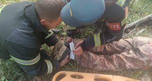 На Семинском перевале сборщик ореха упал с кедра и потерял сознание