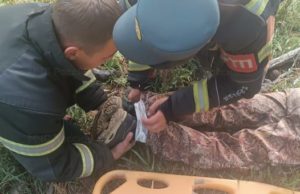 На Семинском перевале сборщик ореха упал с кедра и потерял сознание На Семинском перевале сборщик ореха упал с кедра и потерял сознание