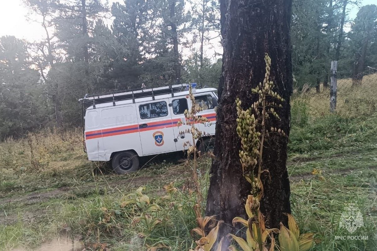 На Семинском перевале сборщик ореха упал с кедра и потерял сознание 