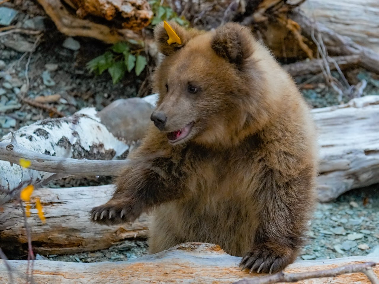 В Алтайском заповеднике выпустили на свободу медвежат-сирот 