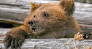 В Алтайском заповеднике выпустили на свободу медвежат-сирот В Алтайском заповеднике выпустили на свободу медвежат-сирот