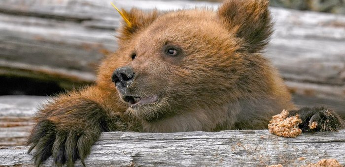 В Алтайском заповеднике выпустили на свободу медвежат-сирот
