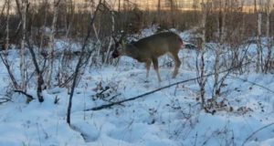 Браконьеров из Горно-Алтайска оштрафовали за попытку поохотиться на косулю Браконьеров из Горно-Алтайска оштрафовали за попытку поохотиться на косулю