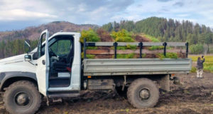 В Майминском и Чемальском районах высадили 250 га леса