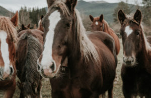 Табун лошадей из Республики Алтай задержали на границе с Казахстаном Табун лошадей из Республики Алтай задержали на границе с Казахстаном