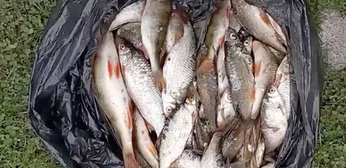 Рыбака будут судить за незаконную ловлю сетью на Бие