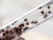 В этом году клещевыми инфекциями на Алтае заболели 90 человек В этом году клещевыми инфекциями на Алтае заболели 90 человек
