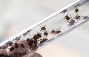 В этом году клещевыми инфекциями на Алтае заболели 90 человек В этом году клещевыми инфекциями на Алтае заболели 90 человек