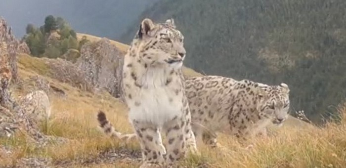 Снежного барса на Алтае сняли на смартфон