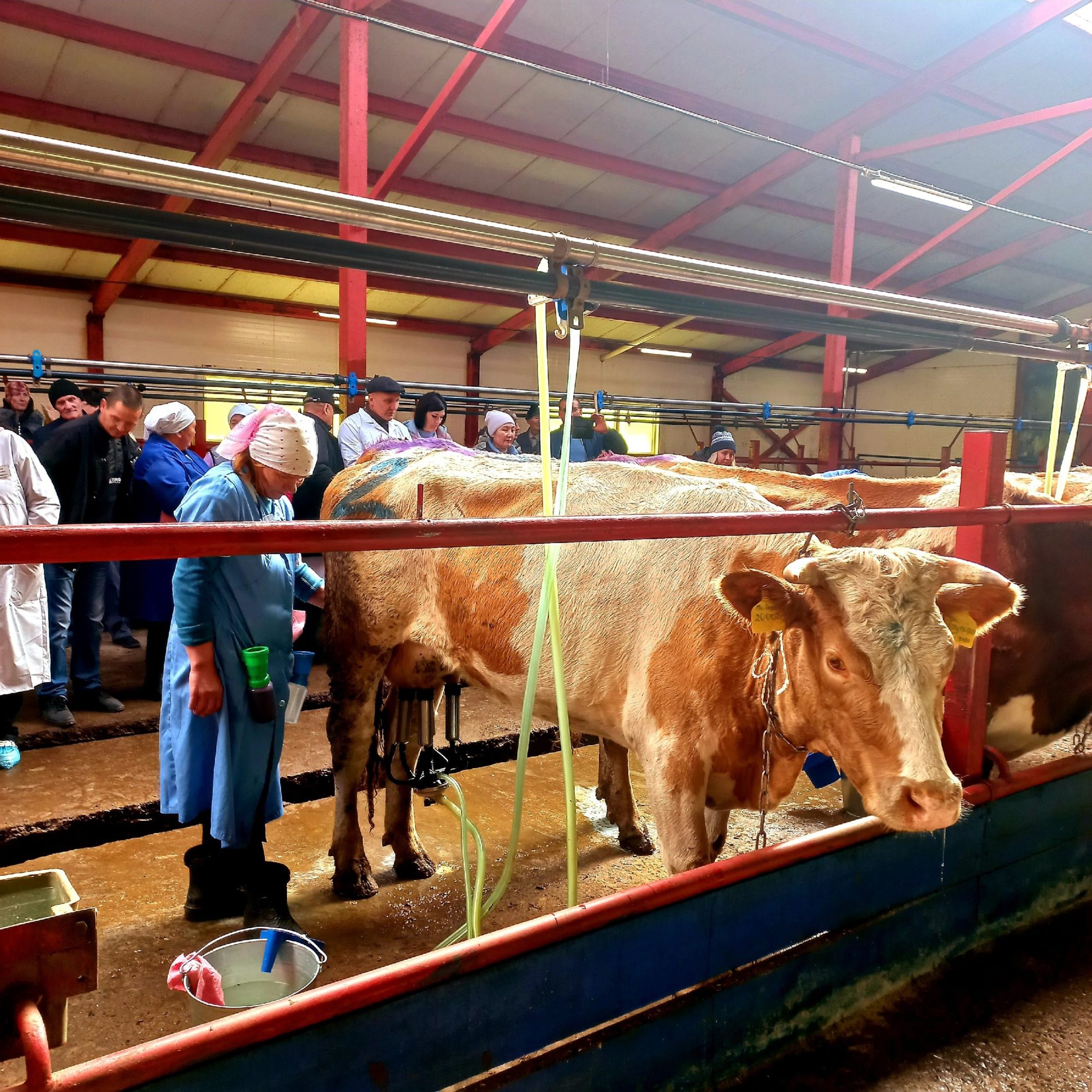 Лучшего оператора машинного доения выбрали на Алтае 