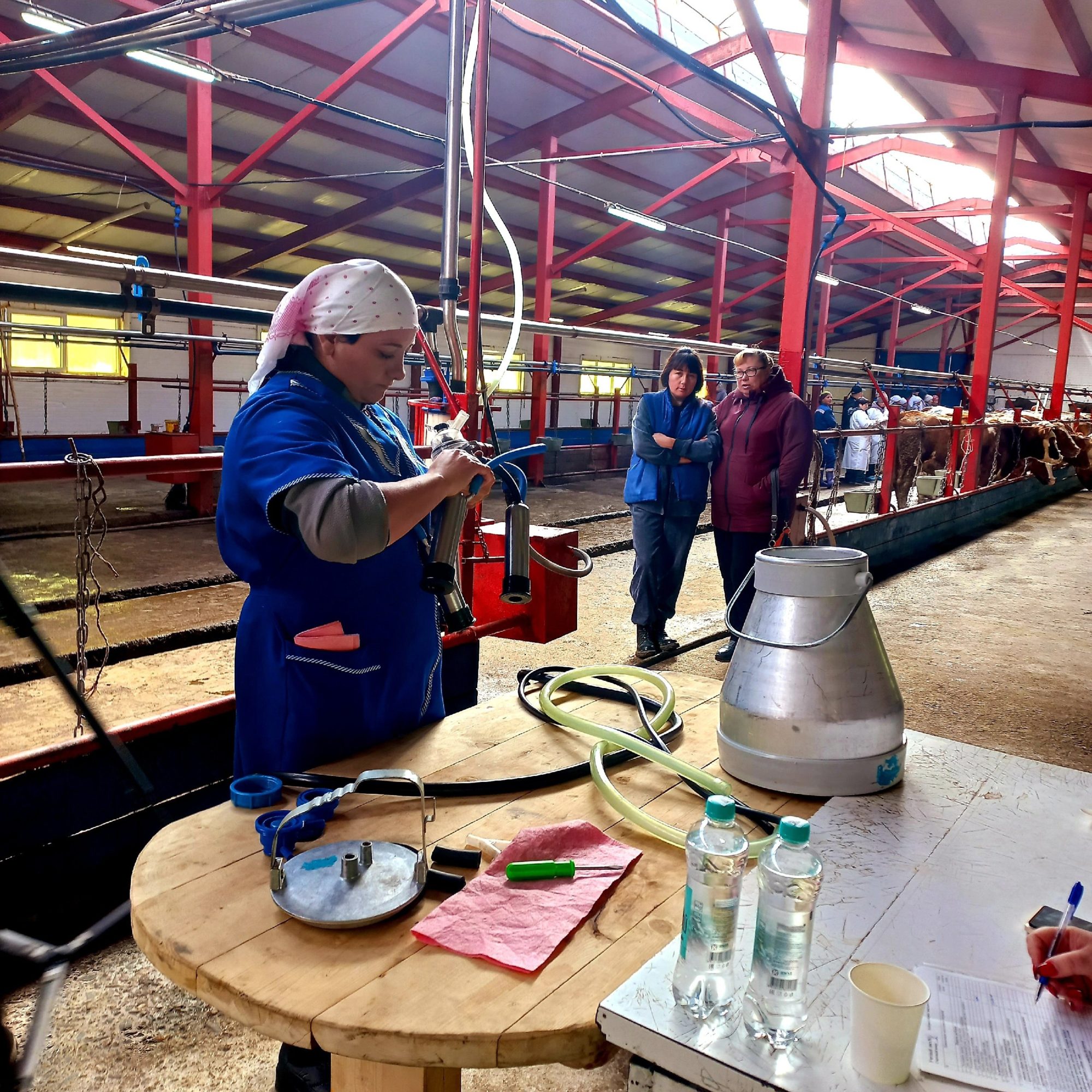 Лучшего оператора машинного доения выбрали на Алтае 