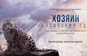 В России впервые сняли полнометражный документальный фильм про снежных барсов