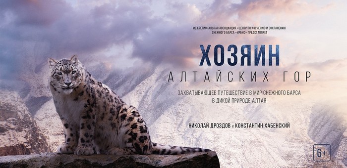 В России впервые сняли полнометражный документальный фильм про снежных барсов