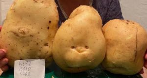 В Сугаше вырастили картофель-гигант