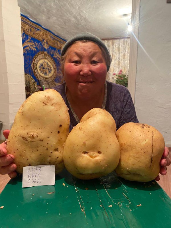 В Сугаше вырастили картофель-гигант 