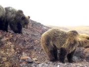 Численность медведей на хребте Сайлюгем остается низкой Численность медведей на хребте Сайлюгем остается низкой
