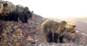 Численность медведей на хребте Сайлюгем остается низкой