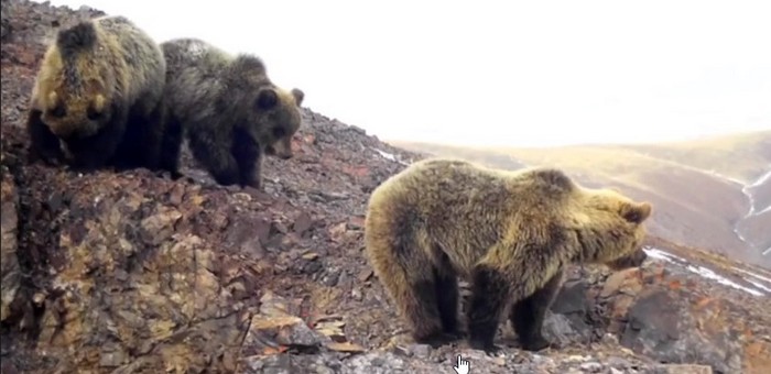 Численность медведей на хребте Сайлюгем остается низкой