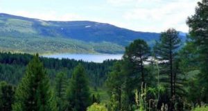 Ученые рассказали, как менялись растительность и климат на Улаганском плато за тысячелетия