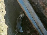 В Шебалино спасли собаку, упавшую в глубокую яму В Шебалино спасли собаку, упавшую в глубокую яму