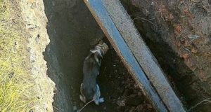 В Шебалино спасли собаку, упавшую в глубокую яму