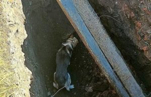 В Шебалино спасли собаку, упавшую в глубокую яму