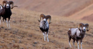 Сайлюгемский нацпарк вошел в число лучших мест для наблюдения за животными