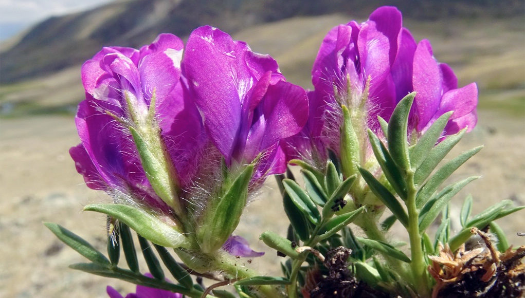 В горах Алтая томские ученые обнаружили «забытые» растения