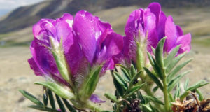 В горах Алтая томские ученые обнаружили «забытые» растения