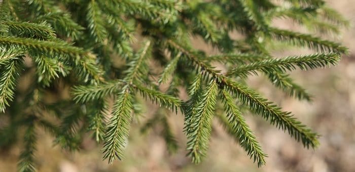 Где в Горно-Алтайске можно будет купить новогоднюю елку