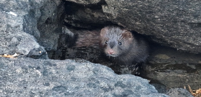 В Алтайском заповеднике сняли, как охотится норка