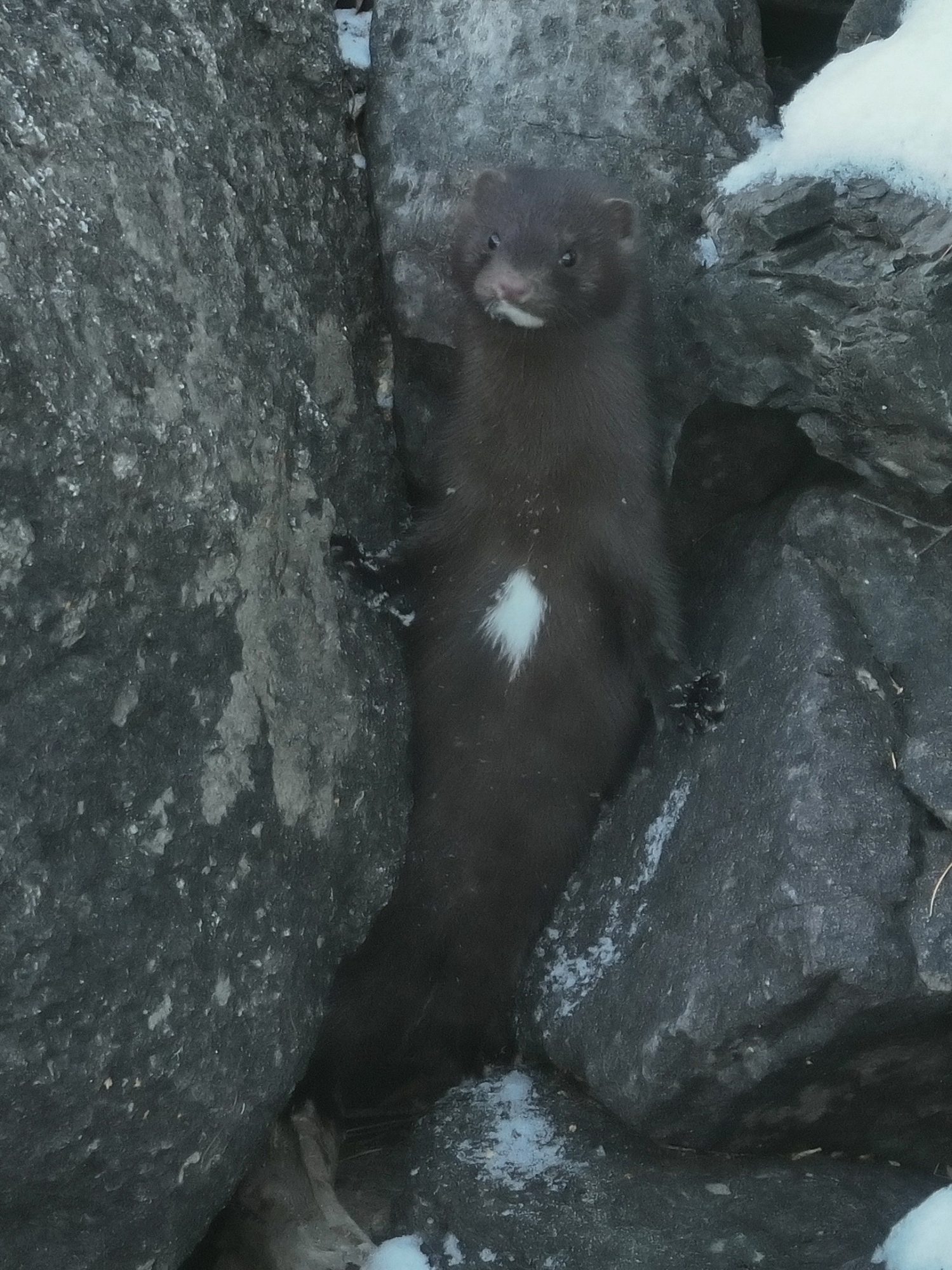 В Алтайском заповеднике засняли вечернюю охоту норки 