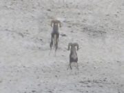 На Алтае сняли на видео поединок двух самцов аргали На Алтае сняли на видео поединок двух самцов алтайского горного барана