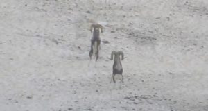 На Алтае сняли на видео поединок двух самцов алтайского горного барана