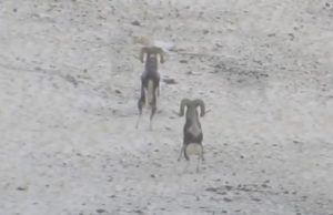 На Алтае сняли на видео поединок двух самцов аргали На Алтае сняли на видео поединок двух самцов алтайского горного барана