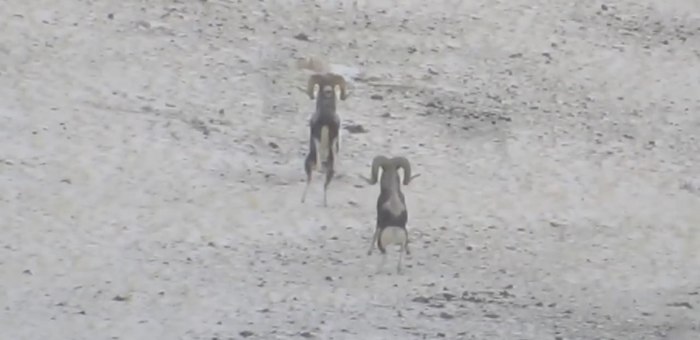 На Алтае сняли на видео поединок двух самцов аргали