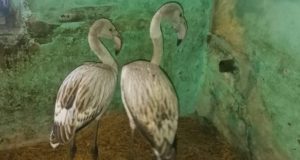 Орнитолог объяснил появление фламинго на Алтае