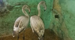Как фламинго оказались на Алтае? Объясняет орнитолог Орнитолог объяснил появление фламинго на Алтае