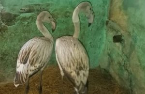 Как фламинго оказались на Алтае? Объясняет орнитолог Орнитолог объяснил появление фламинго на Алтае