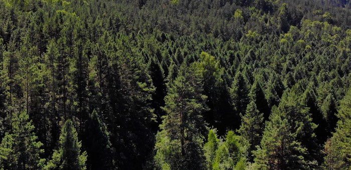 На Алтае перевыполнили план по восстановлению лесов