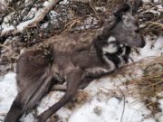 В Усть-Коксинском районе задержали браконьера с двумя особями кабарги