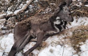 В Усть-Коксинском районе задержали браконьера с двумя особями кабарги В Усть-Коксинском районе задержали браконьера с двумя особями кабарги