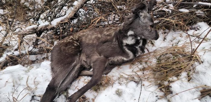 В Усть-Коксинском районе задержали браконьера с двумя особями кабарги